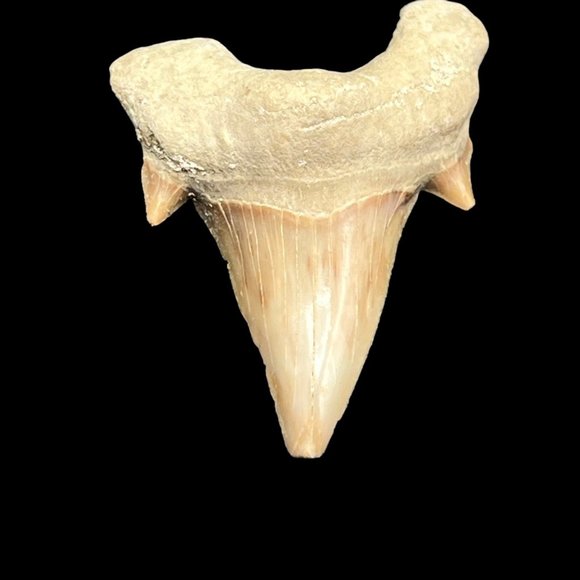 Otodus Shark Tooth Preserved Fossil Marine Biologist Collectible 1.5 inches - Picture 3 of 6